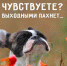 Выходные_1 - Газета Заря